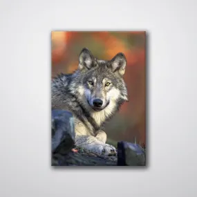 Wolf - Print